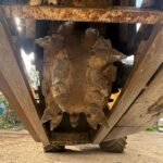 CASE MAXI 4WD RIDE ON HYDRUALIC TARMAC PATCH PLANER - Image 4